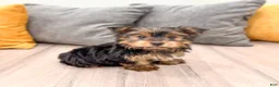 Yorkshire Terrier dogs for sale: Heidi - Ad 3