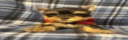 Yorkshire Terrier dogs for sale: Yorkshire Terrier 1 - Ad 5