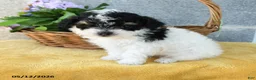 Toy Poodle dogs for sale: Maisie - Ad 4