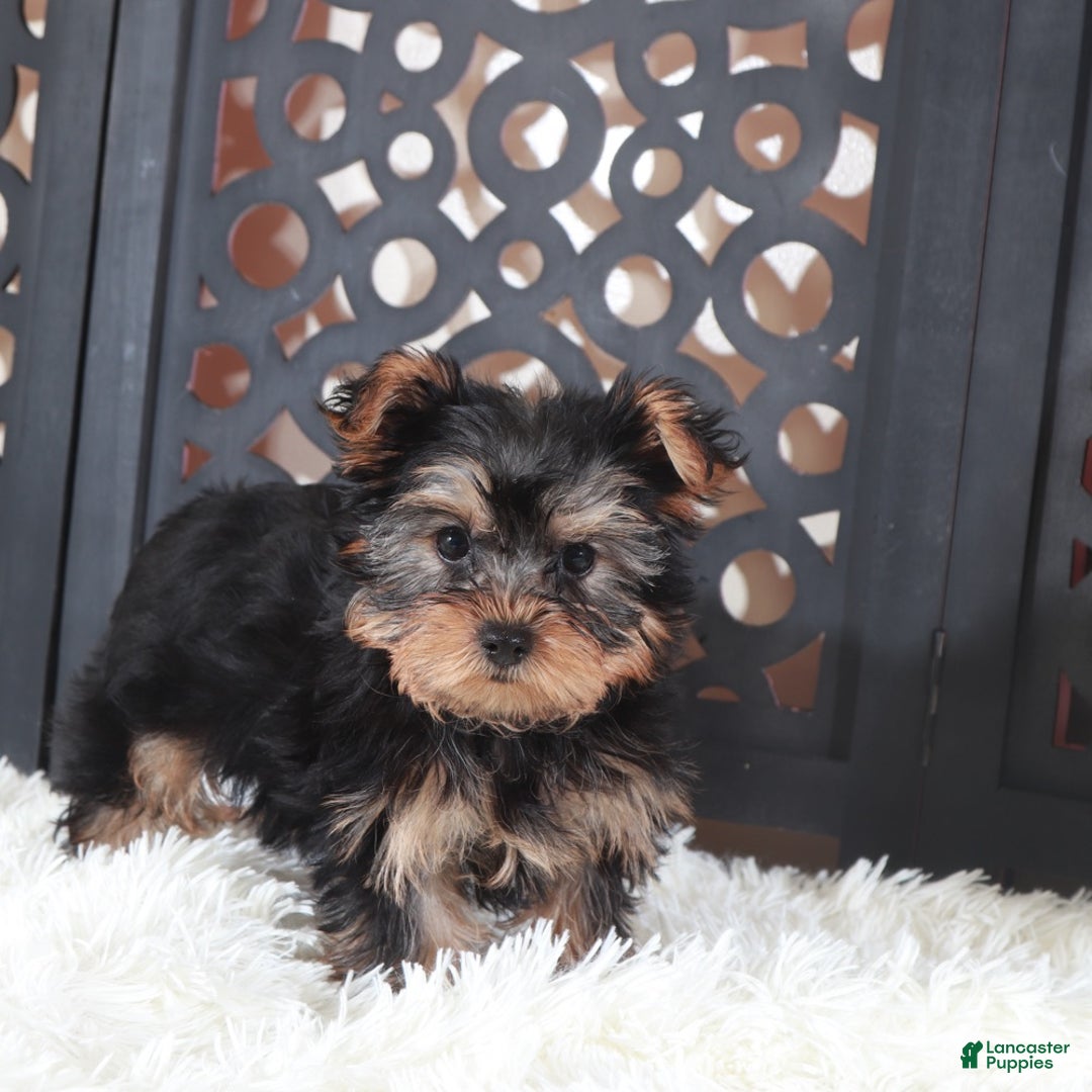 Yorkshire Terrier dogs for sale: Dallas Delightful Toy Yorkie - Ad 1