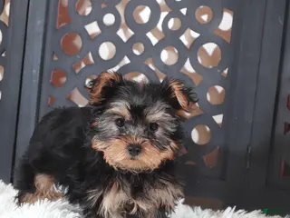 Yorkshire Terrier dogs Dallas Delightful Toy Yorkie - Ad 8