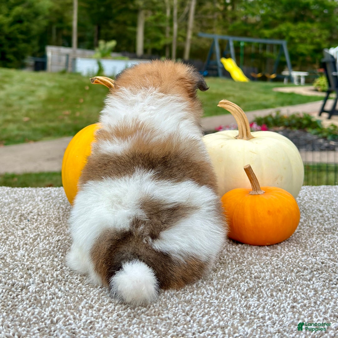 Pomeranian dogs for sale: Girl Rosie - 8549 - Ad 3