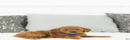 Toy Poodle dogs for sale: Willie - Ad 4