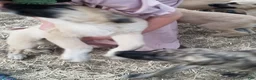 Anatolian Shepherd dogs for sale: Bear ⤴️ - Ad 1