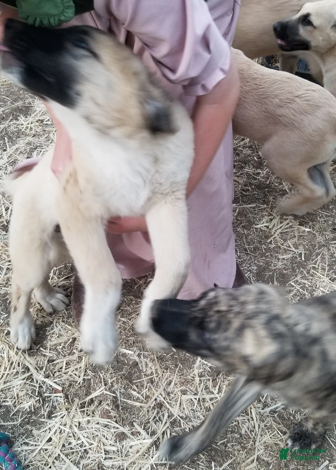 Anatolian Shepherd dogs for sale: Bear ⤴️ - Ad 1