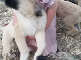Anatolian Shepherd dogs for sale: Bear ⤴️ - Ad 1
