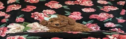 Miniature Poodle dogs for sale: Sydney - Ad 5
