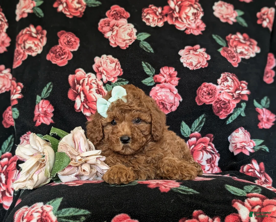 Miniature Poodle dogs for sale: Sydney - Ad 5