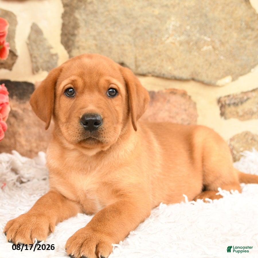 Labrador Retriever dogs Prince   - Ad 2