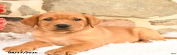 Labrador Retriever dogs for sale: Prince   - Ad 2