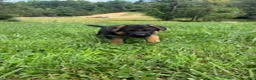 German Shepherd dogs for sale: Calaylah - Ad 3