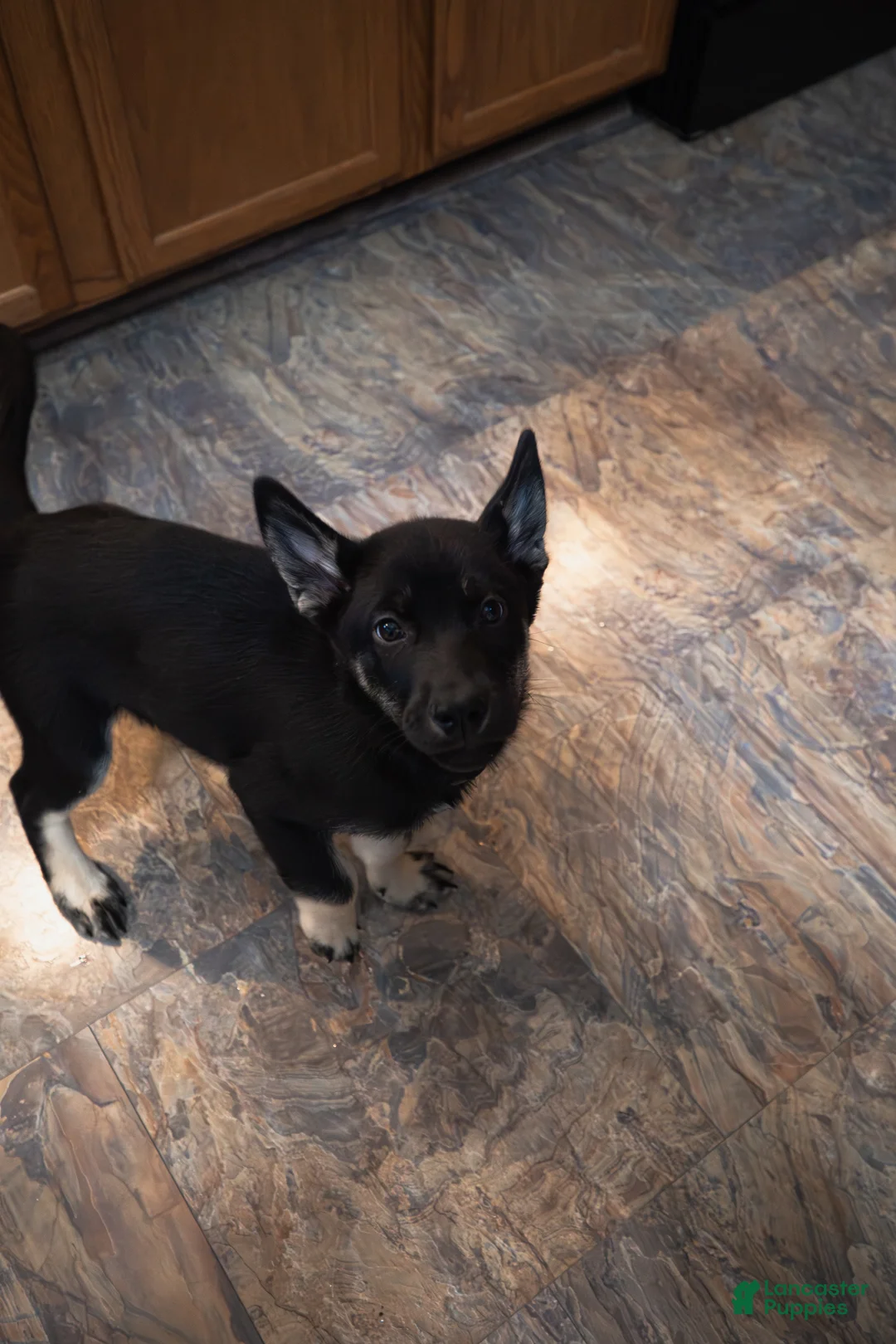 Mixed Breed dogs for sale: Bacchus - Ad 5