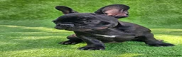 French Bulldog dogs for sale: Guava - Ad 3
