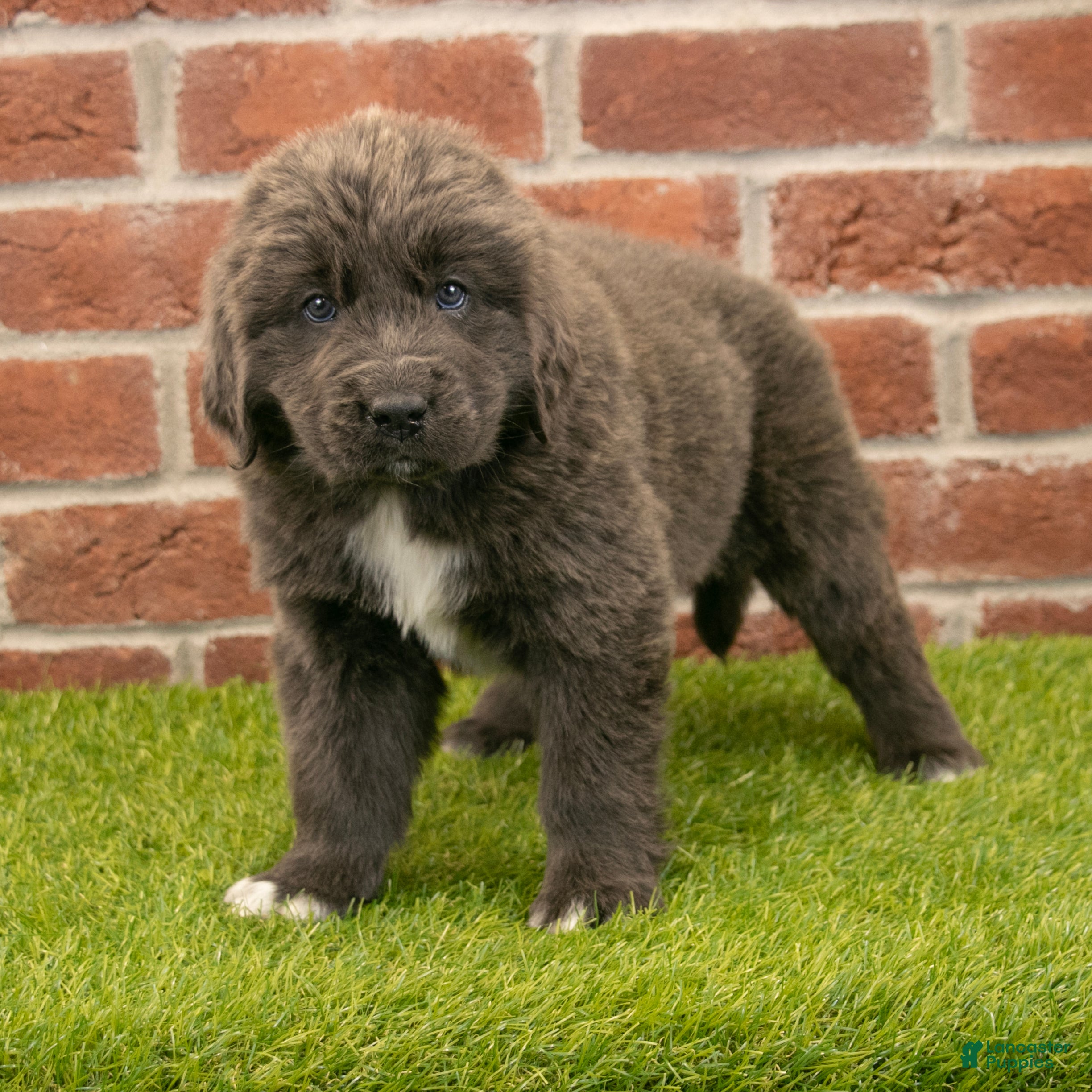 Newfoundland dogs for sale: Jenny - Ad 5