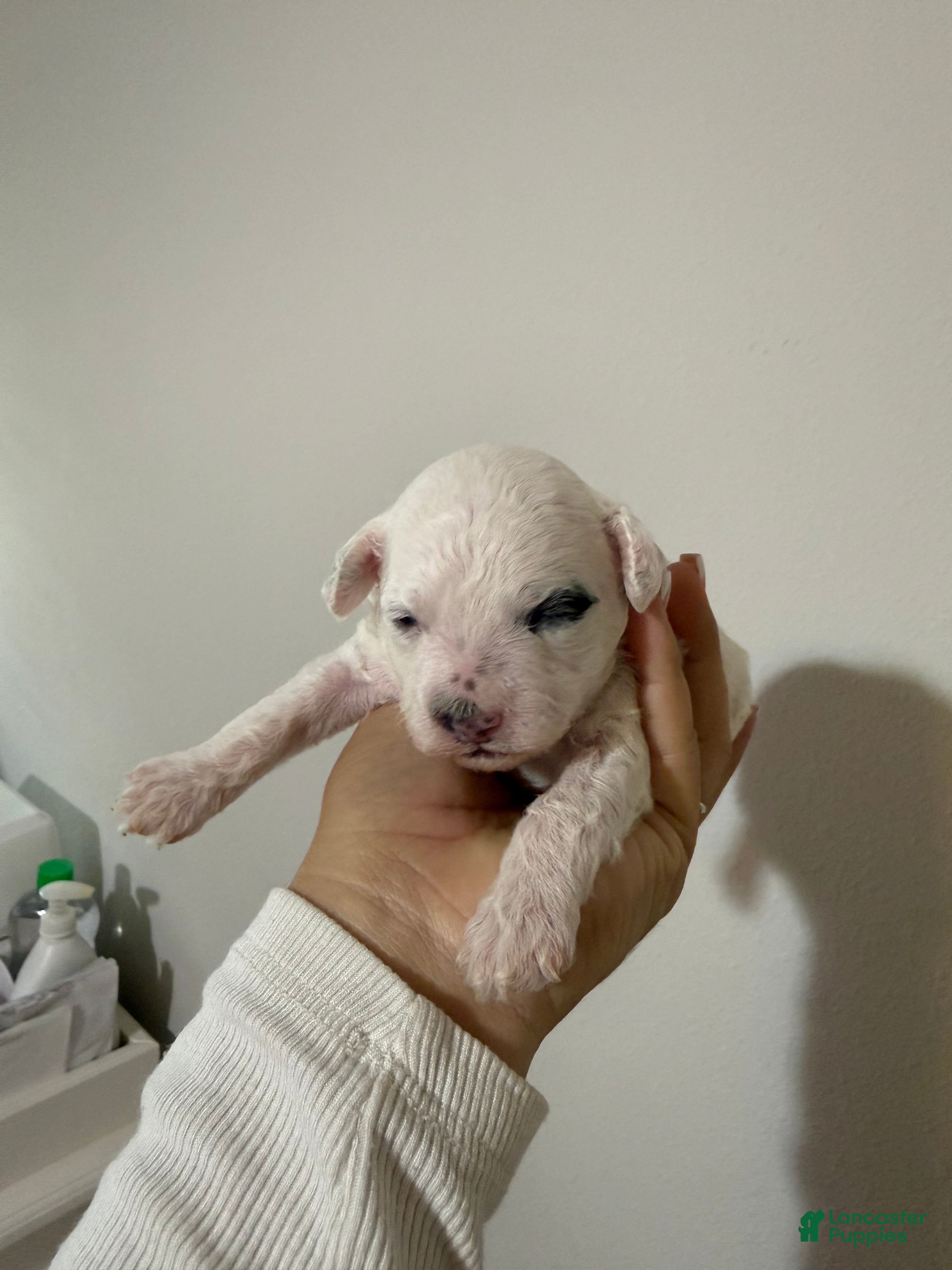 Toy Poodle dogs AKC Simon - Ad 17