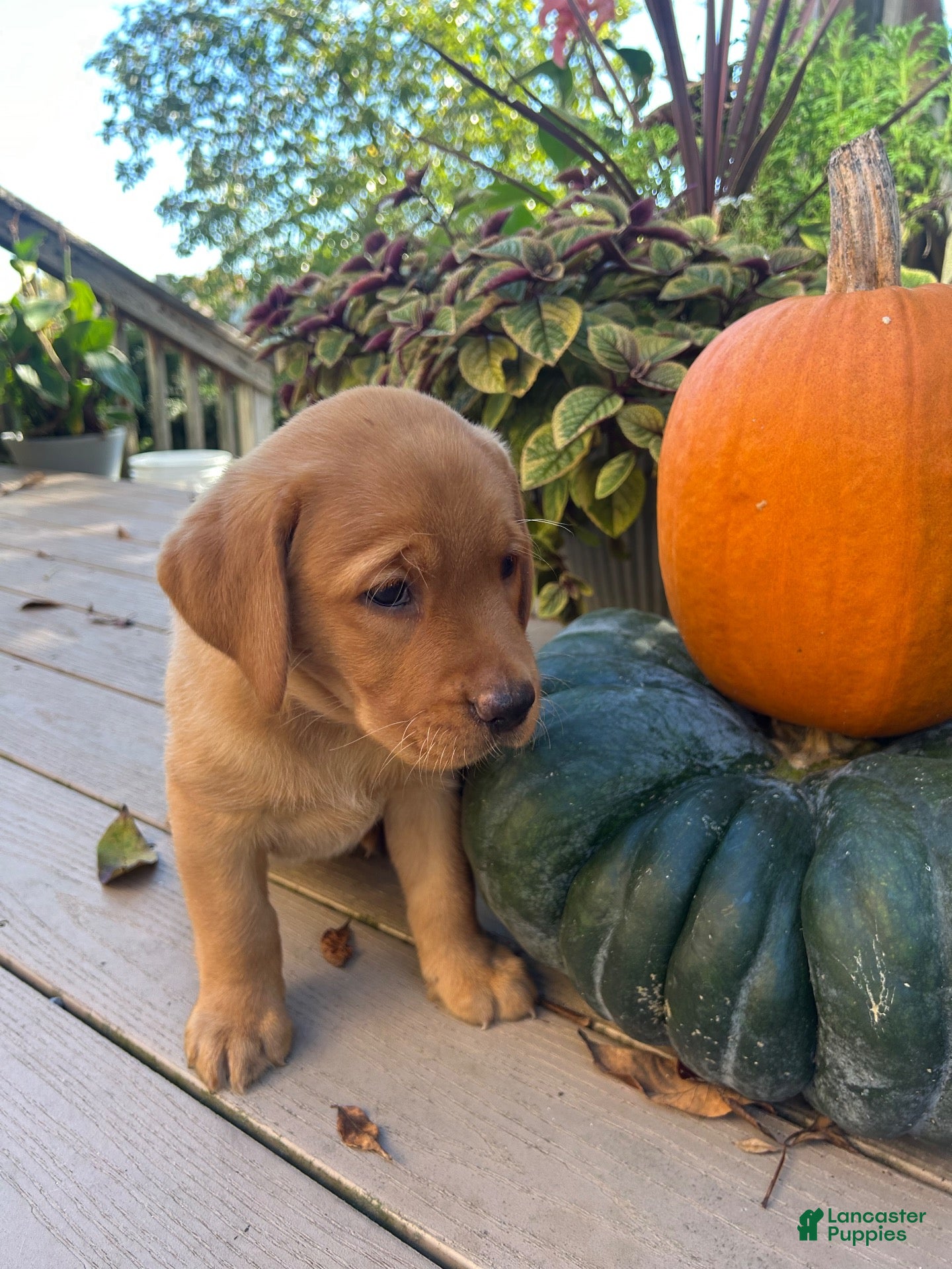 Labrador Retriever dogs Ember - Ad 2