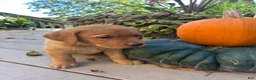 Labrador Retriever dogs for sale: Ember - Ad 2