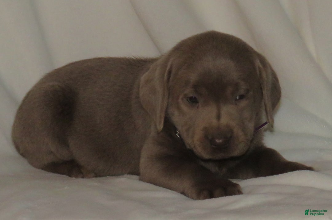 Labrador Retriever dogs for sale: Maya - Ad 3
