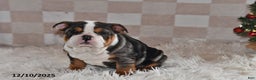 Olde English Bulldogge dogs for sale: Mila - Ad 4