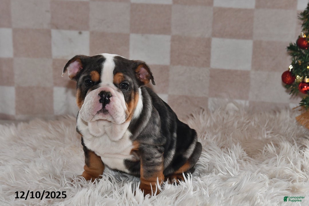 Olde English Bulldogge dogs for sale: Mila - Ad 4