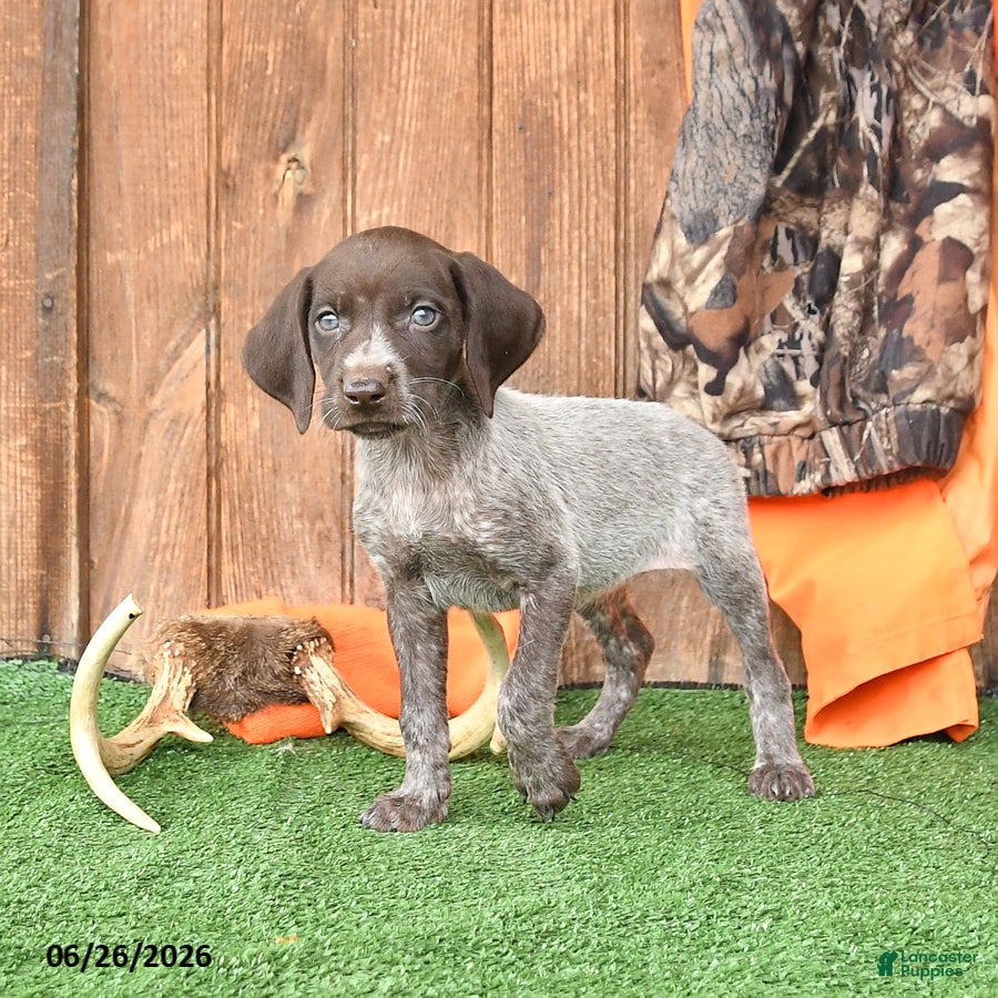 German Shorthaired Pointer dogs Stacie - Ad 2