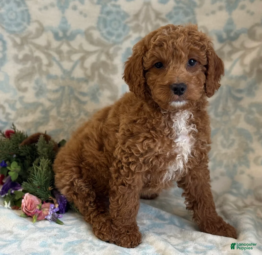 Mini Goldendoodle dogs for sale: Bingo - Ad 5