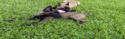Belgian Malinois dogs for sale: Belgian Malinois 4 - Ad 8