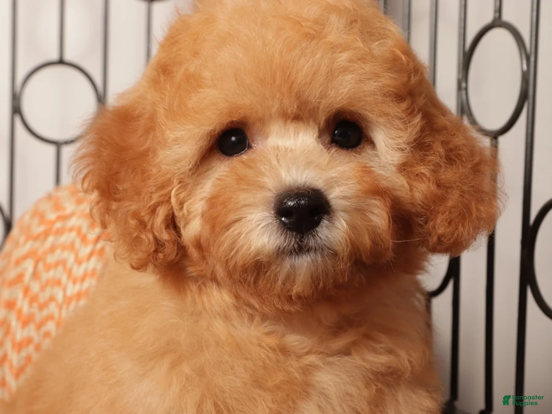 Cavapoo dogs for sale: Freya Red F1B Cavapoo  - Ad 2
