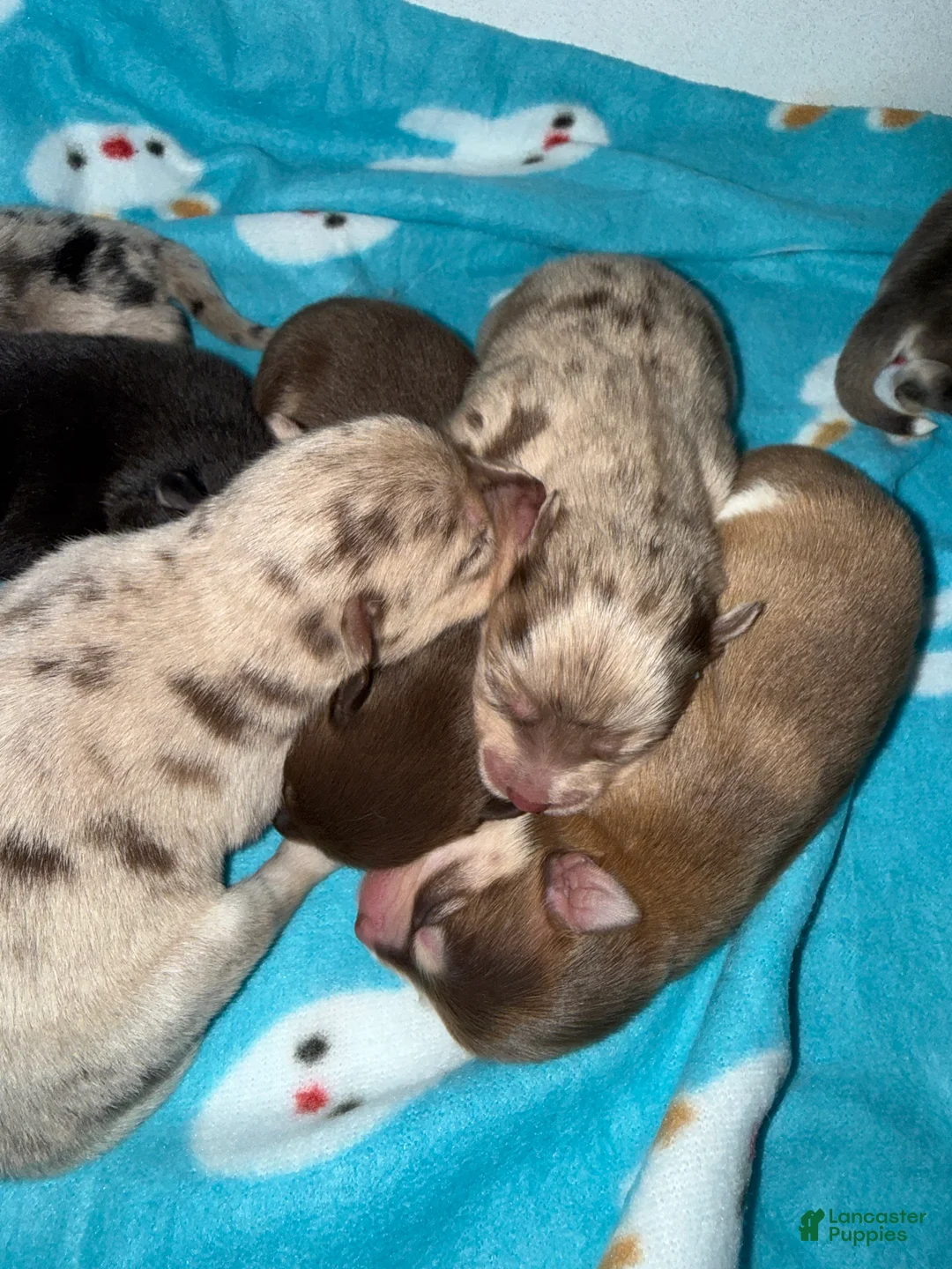 Pomsky dogs for sale: Simba Pomsky Puppy 3 - Ad 5