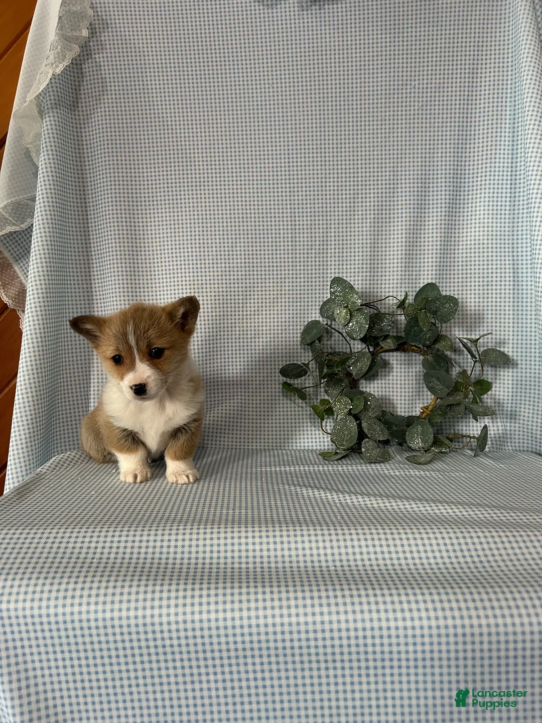 Welsh Corgi Pembroke dogs for sale: Poppi - Ad 3