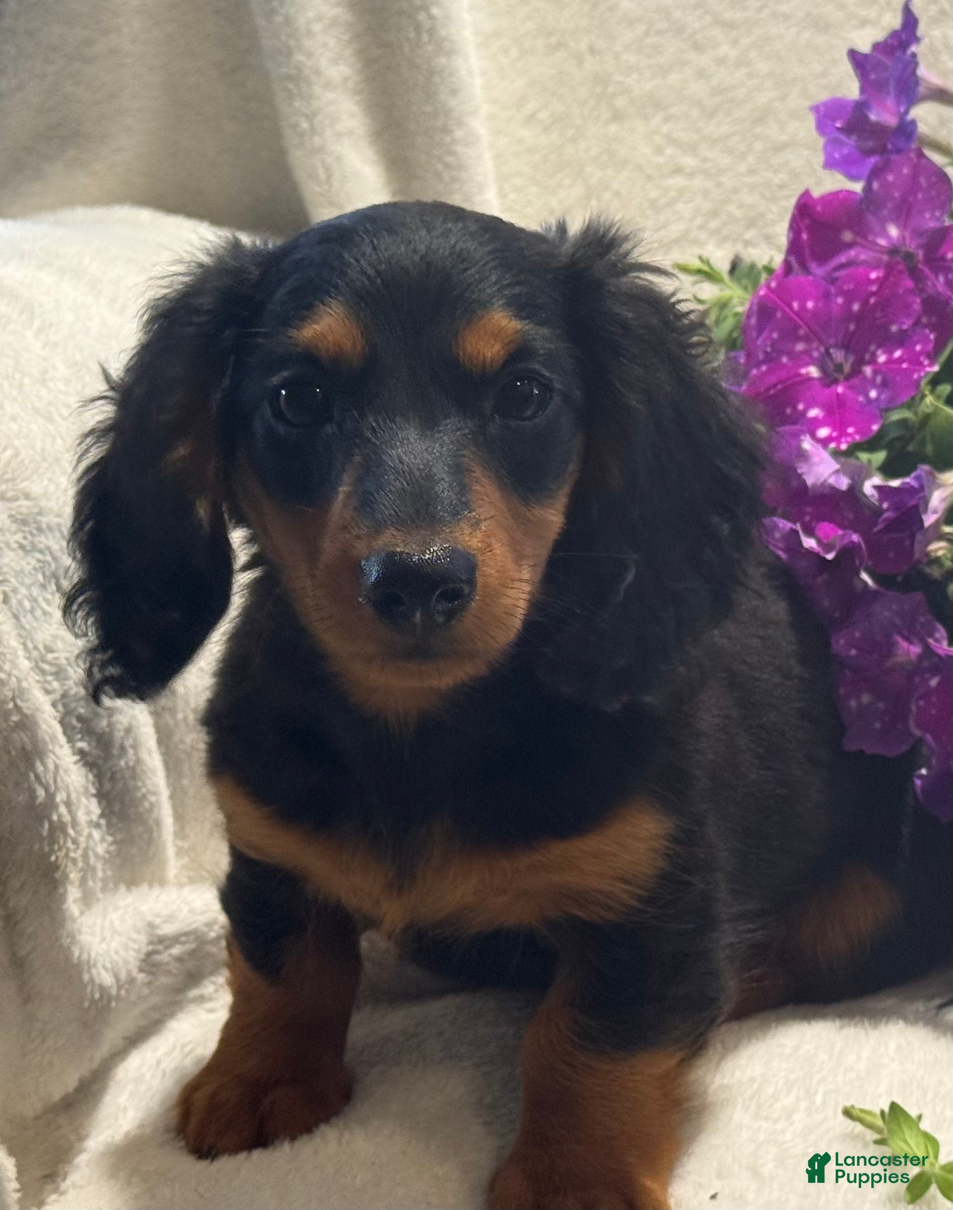 Miniature Dachshund dogs Pearl - Ad 1