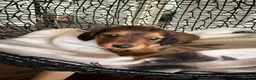 Miniature Dachshund dogs for sale: Teddy - Ad 12