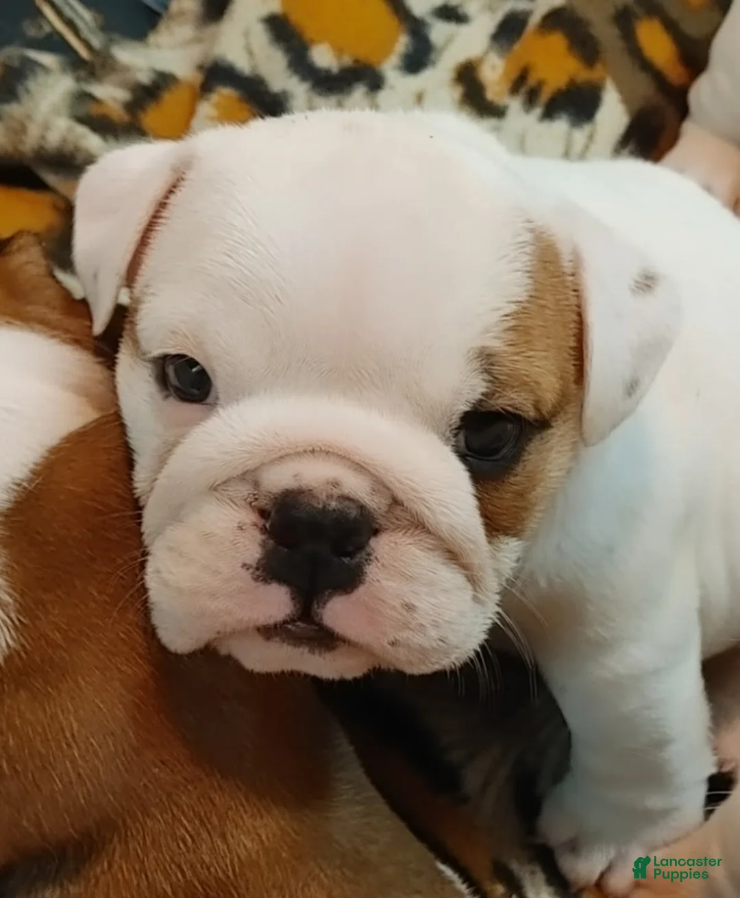 English Bulldog dogs for sale: Jamison - Ad 7