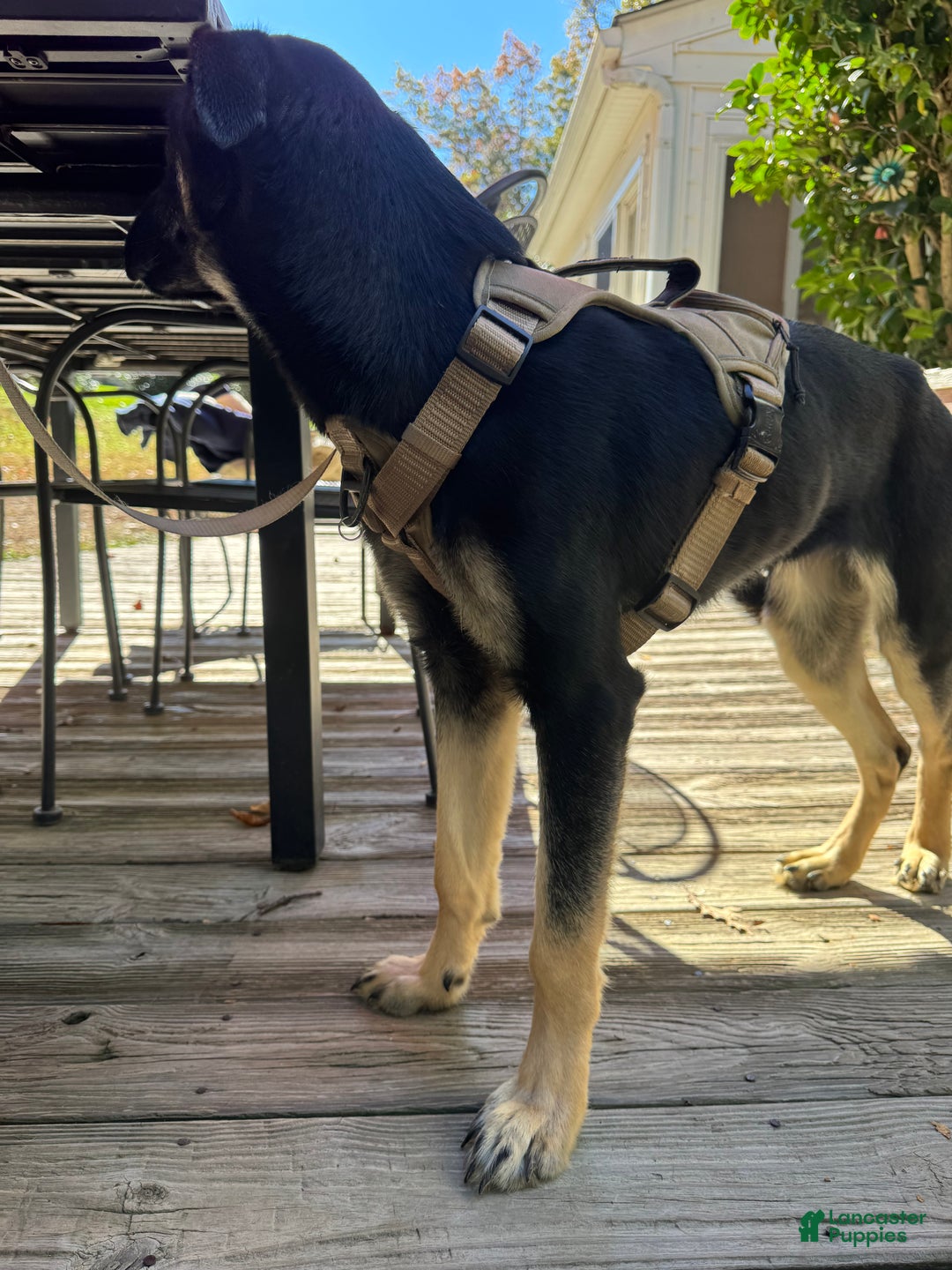 Mixed Breed dogs for sale: Britta - Ad 4