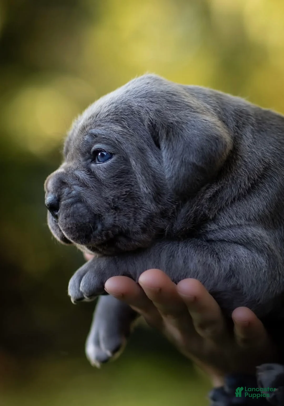Cane Corso dogs for sale: Midnight Groove’s Love’s Takes Over- Chanté - Ad 1