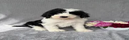Sheepadoodle dogs for sale: Becky - Ad 3