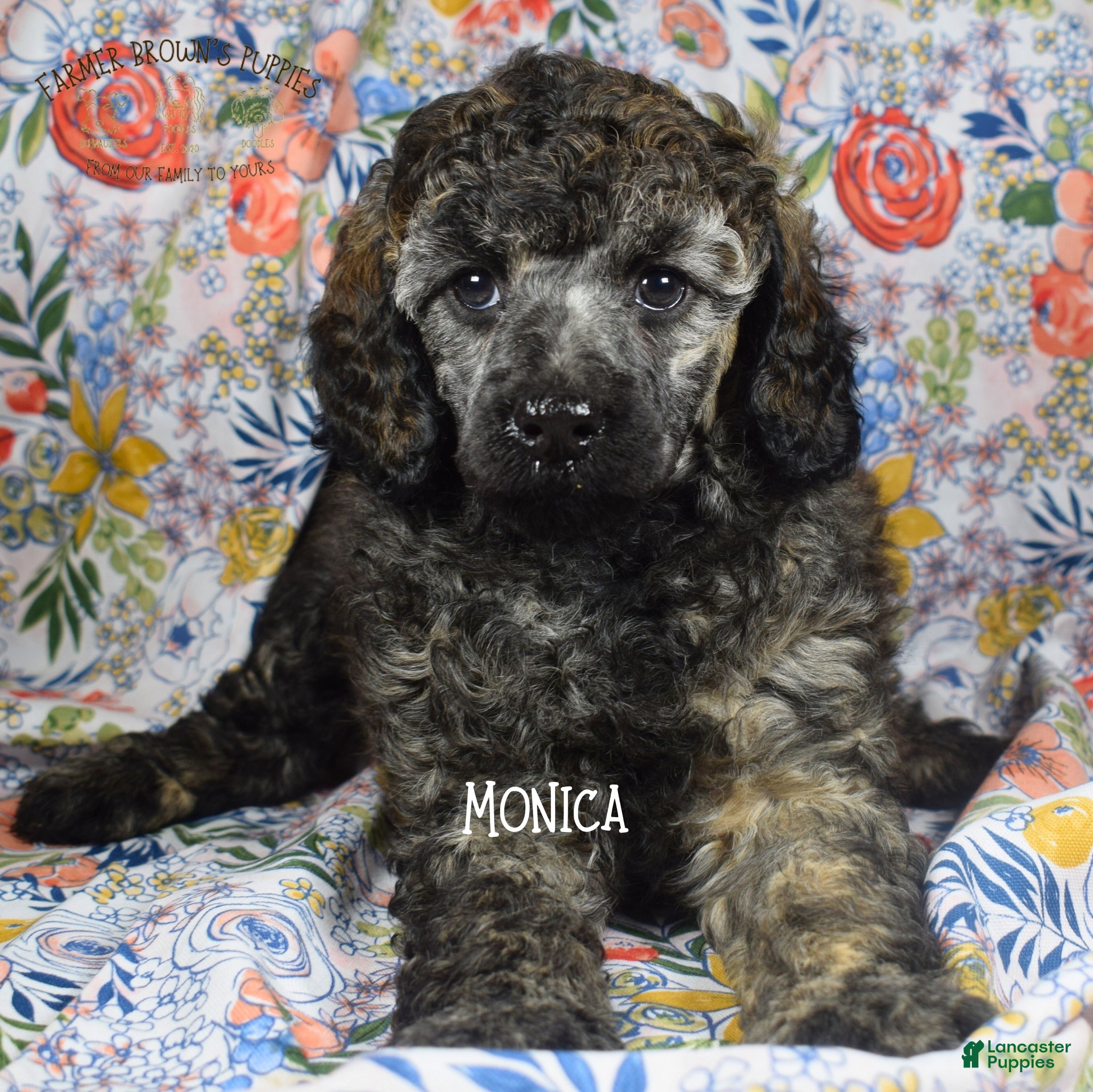 Mixed Breed dogs Monica - Ad 1