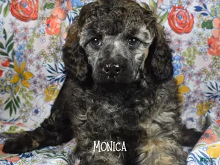 Mixed Breed dogs for sale: Monica - Ad 3