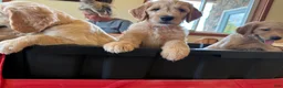 Goldendoodle dogs for sale: Orange Collar Boy - Ad 4