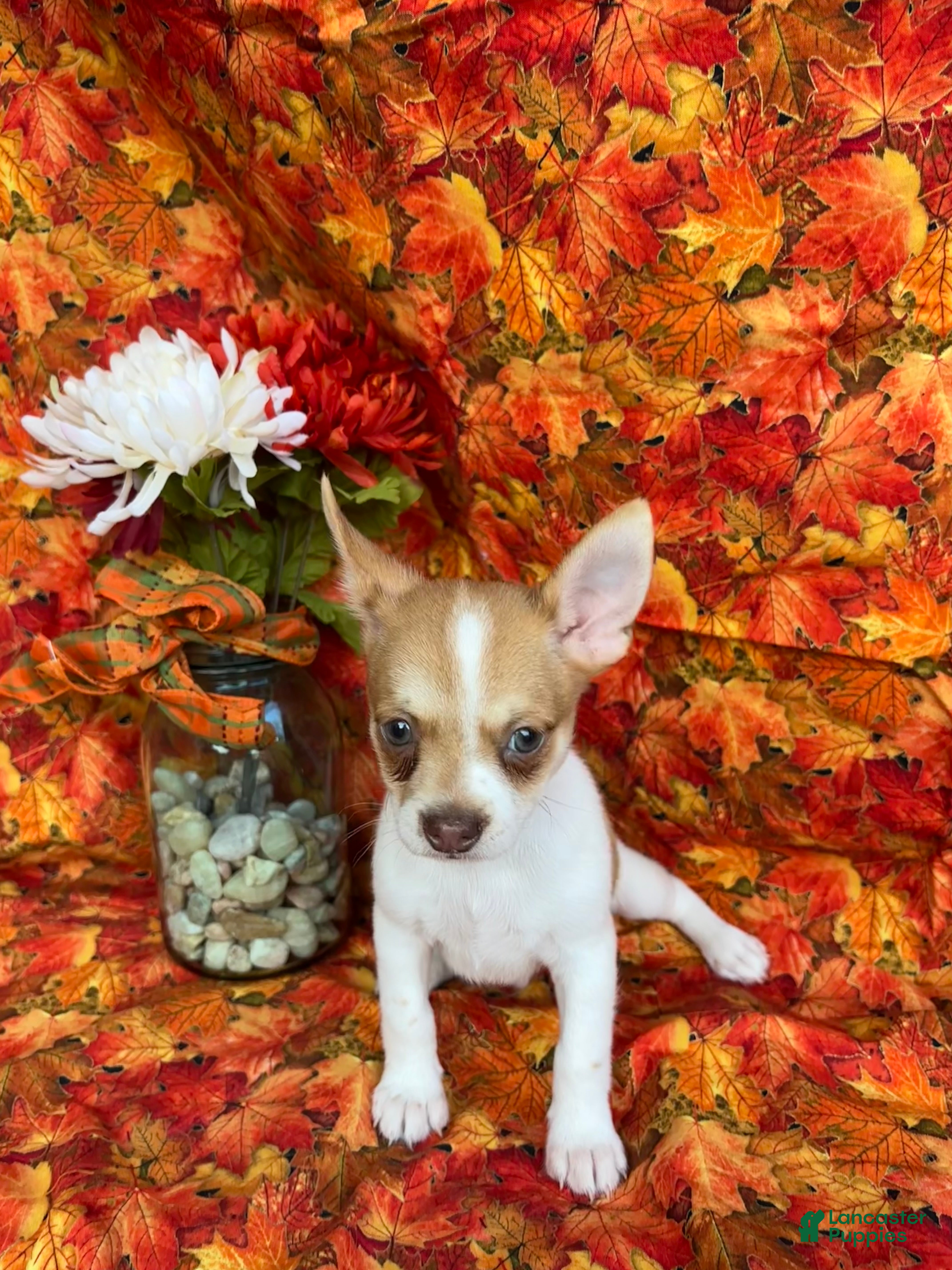 Pomchi dogs Sammy - Ad 2