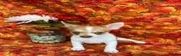 Pomchi dogs for sale: Sammy - Ad 2