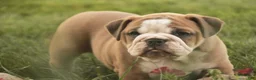 Mixed Breed dogs for sale: Dream Victorian Bulldog - Ad 13