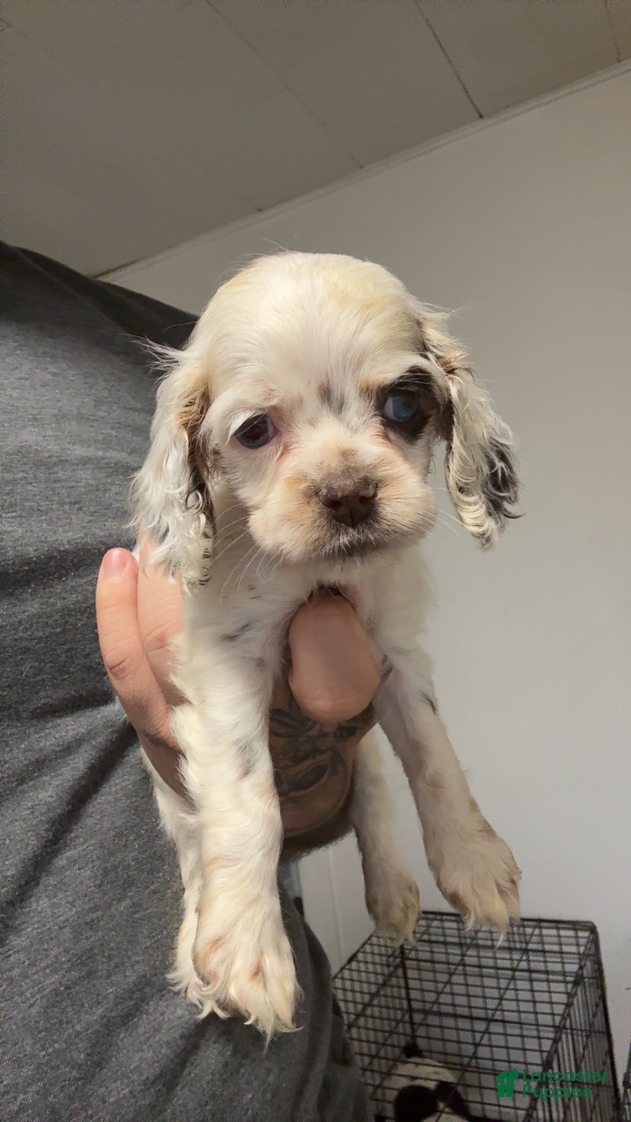 Cocker Spaniel dogs Princess  - Ad 30