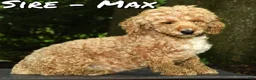 Mini Goldendoodle dogs for sale: Alice - Ad 11