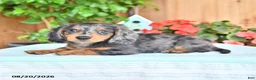 Miniature Dachshund dogs for sale: Quinn - Ad 2