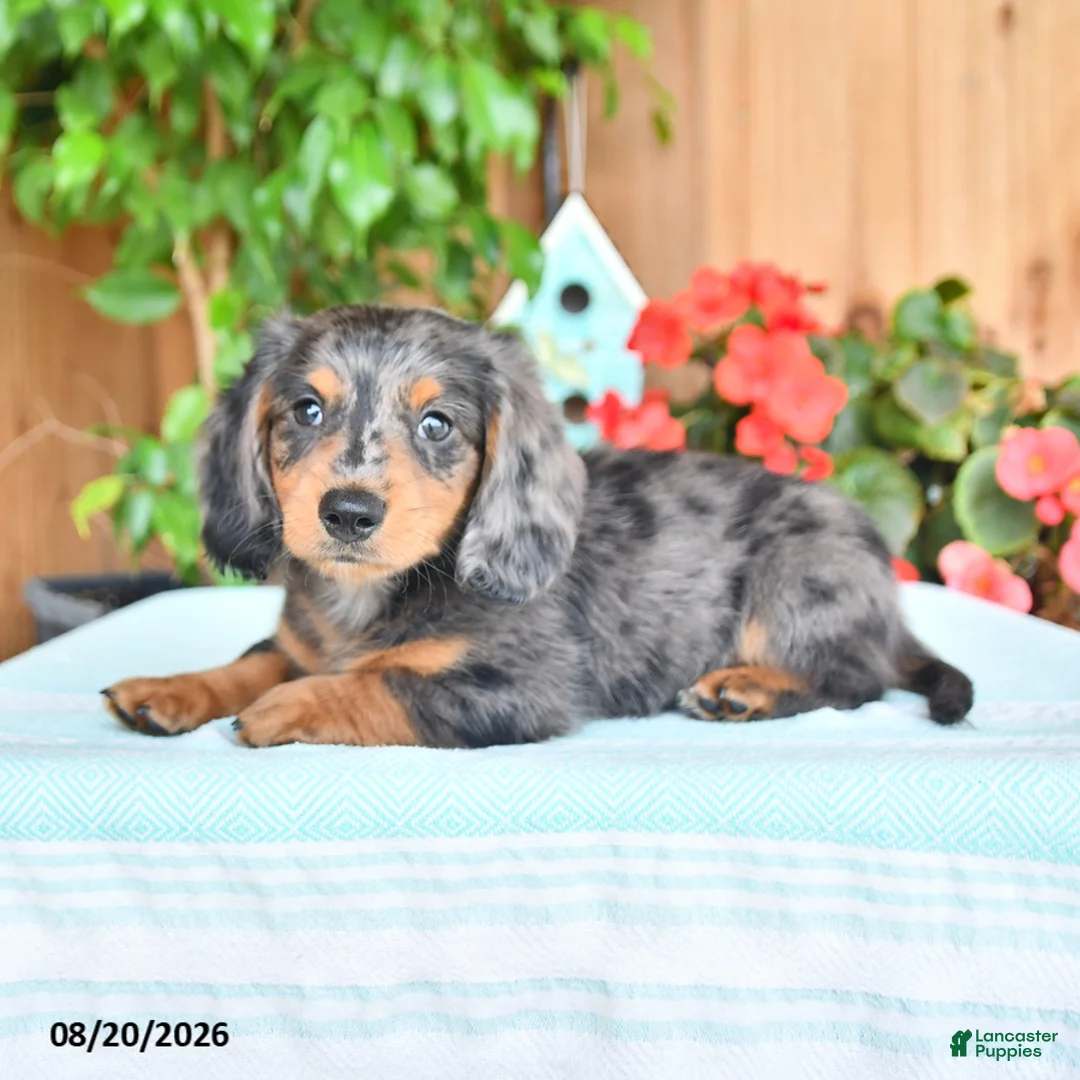 Miniature Dachshund dogs for sale: Quinn - Ad 2