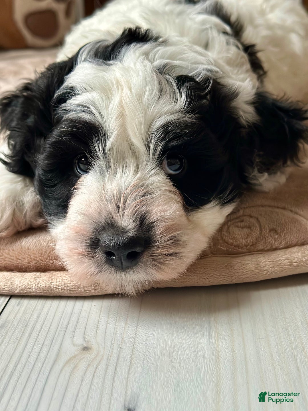 Bernedoodle dogs for sale: Bernedoodle Puppy 1 - Ad 4