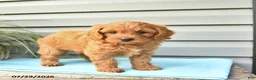 Cavapoo dogs for sale: Angel - Ad 3