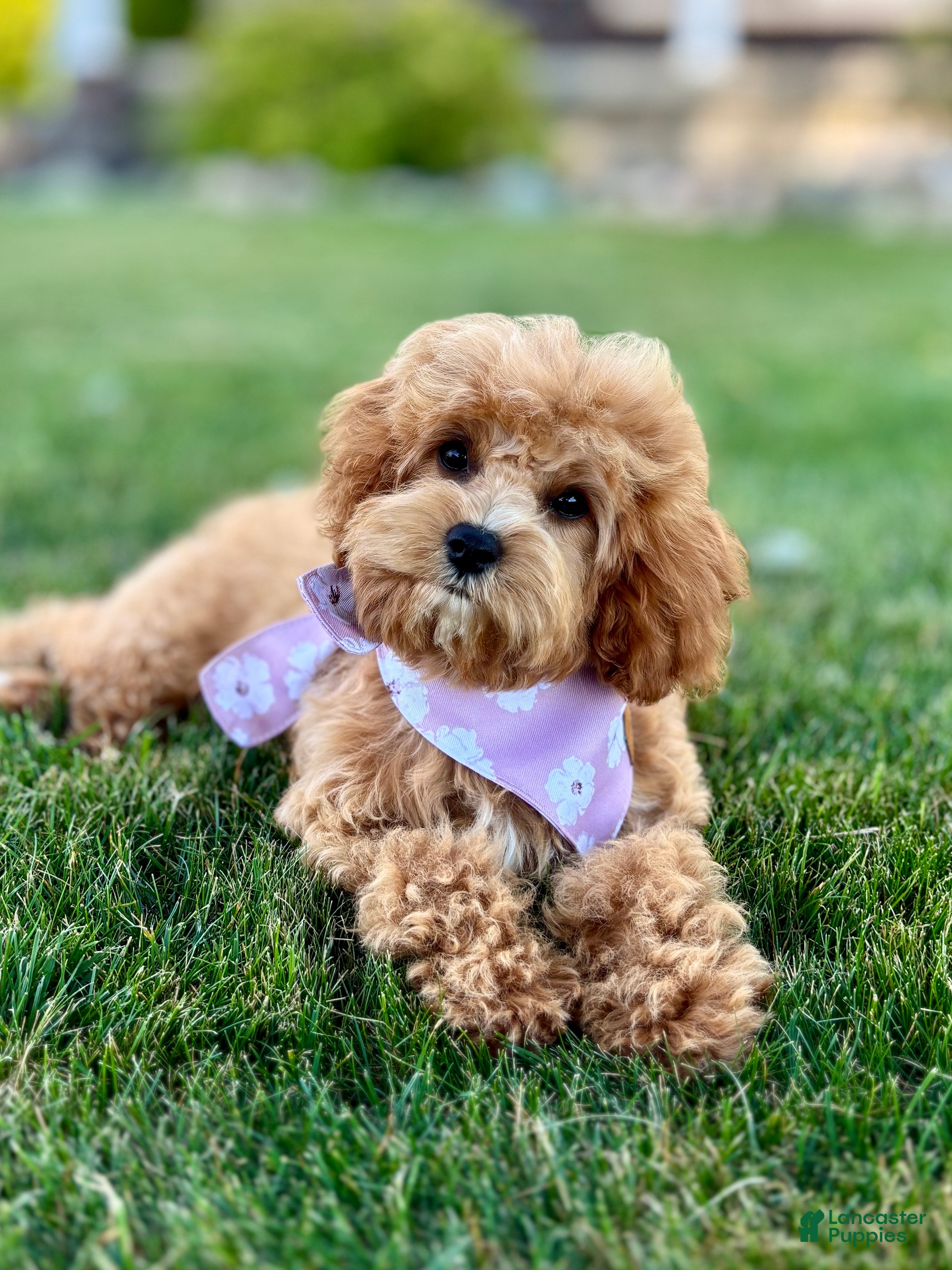 Cavapoo dogs Pippi Cavapoo Puppy  - Ad 2