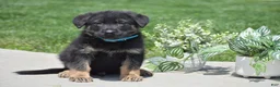 German Shepherd dogs for sale: Hunter - Ad 6